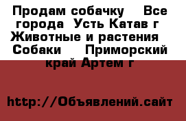 Продам собачку  - Все города, Усть-Катав г. Животные и растения » Собаки   . Приморский край,Артем г.